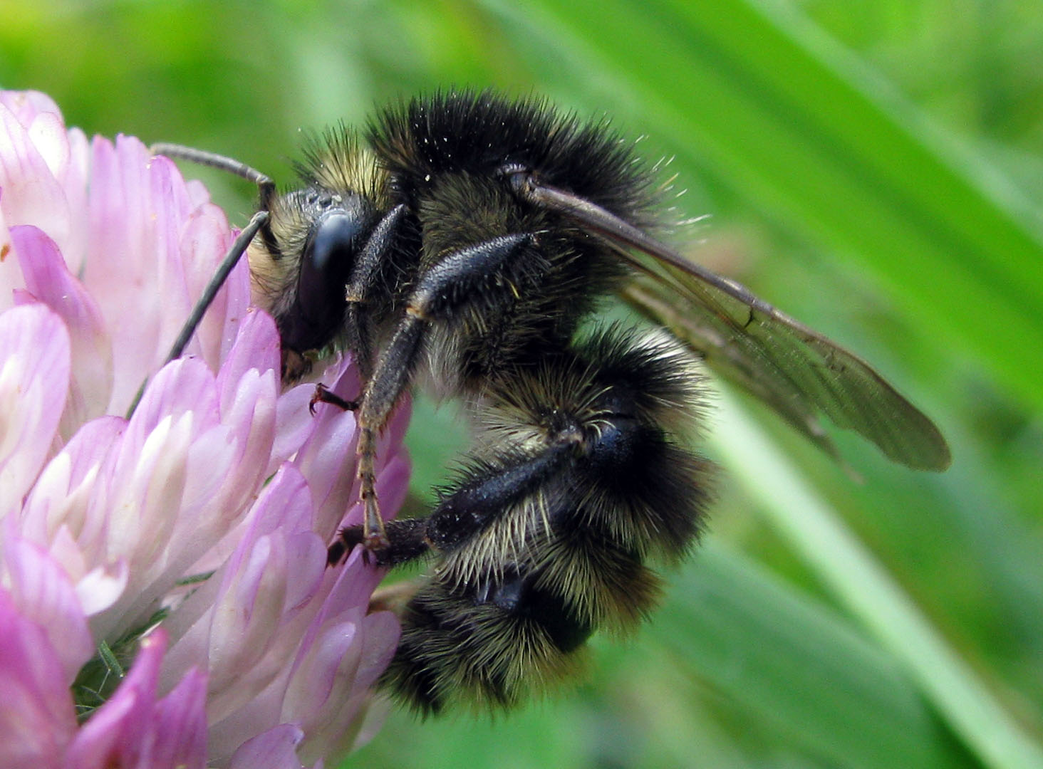 Bombus da identificare (per quanto possibile)